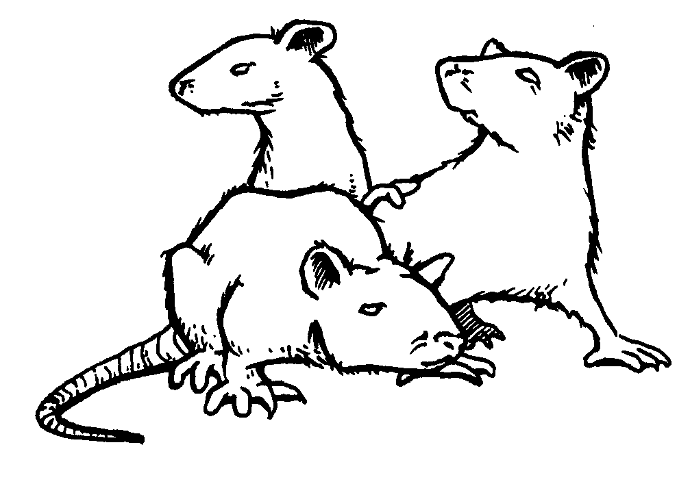 Three rats huddled together, two looking upwards, one looking down; monochrome.