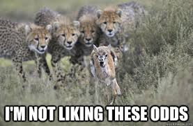 A small animal runs in terror from a group of cheetahs in grassy field. Text says