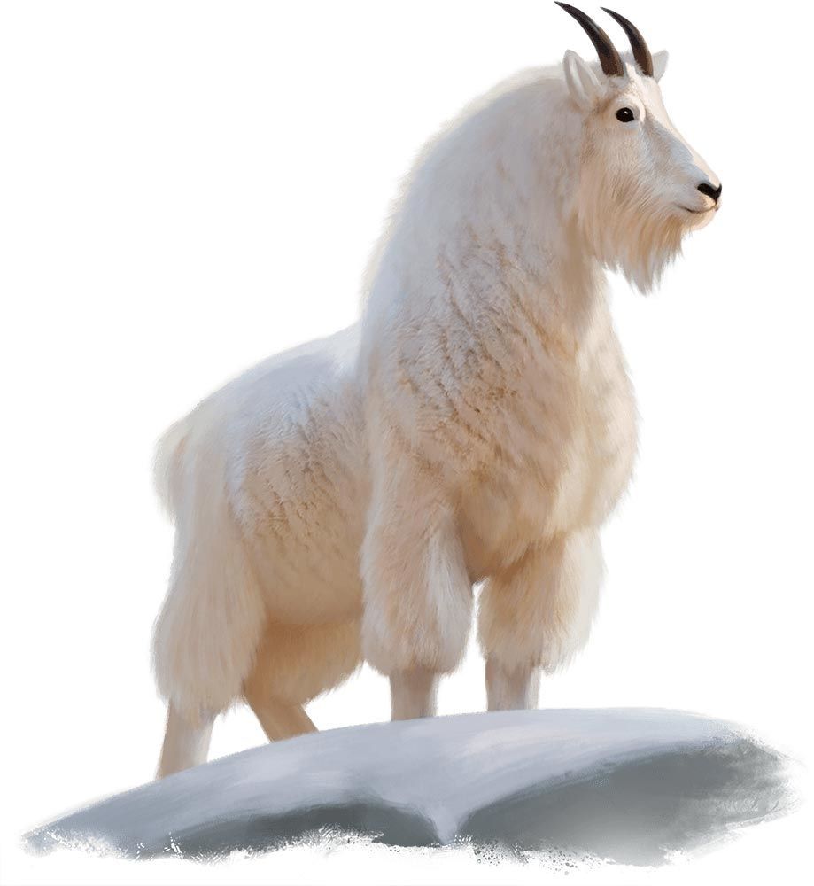 White mountain goat standing on a snowy rock, with curled horns and looking right.