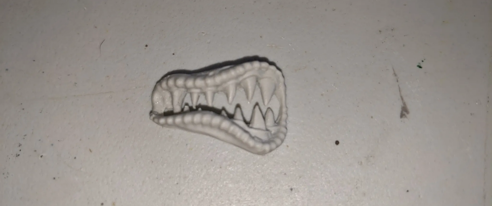 White, dinosaur jaw bone on a white surface.