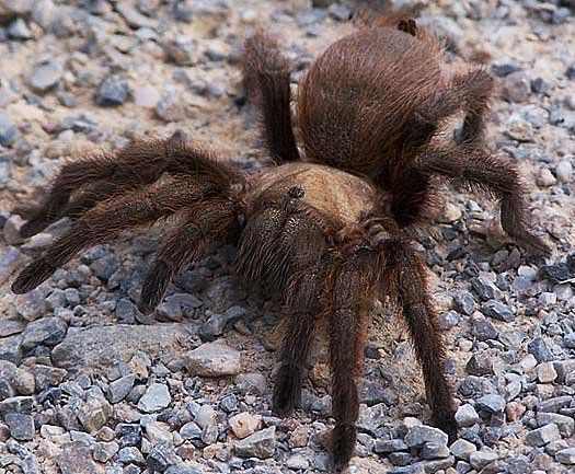 Brown tarantula spider with hairy legs on a rocky surface.
