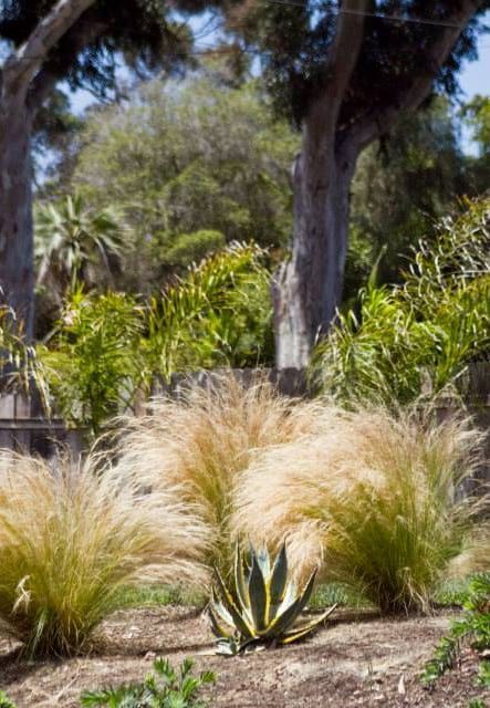 A garden filled with lots of plants and trees.