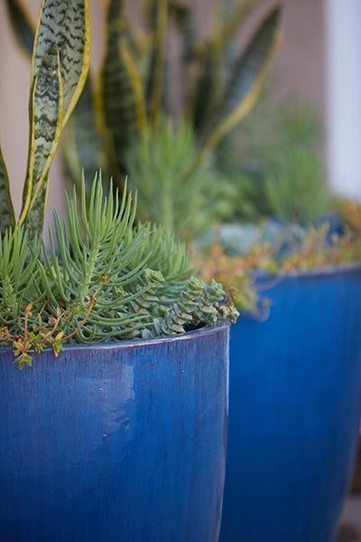 A close up of two blue pots filled with plants.