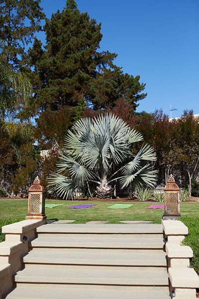 A staircase leading up to a palm tree in a park