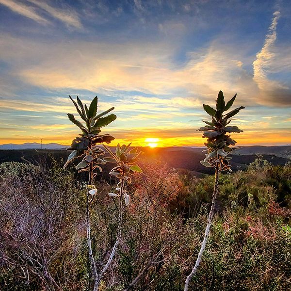 A sunset with trees in the foreground and mountains in the background