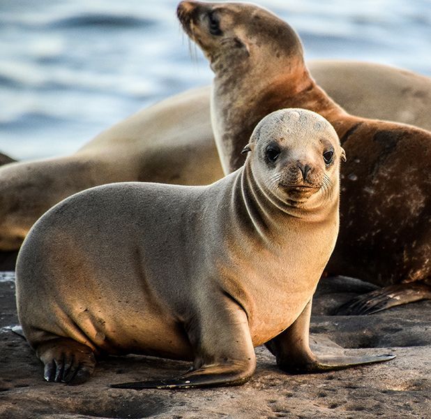 Two seals are sitting on a rock near the water