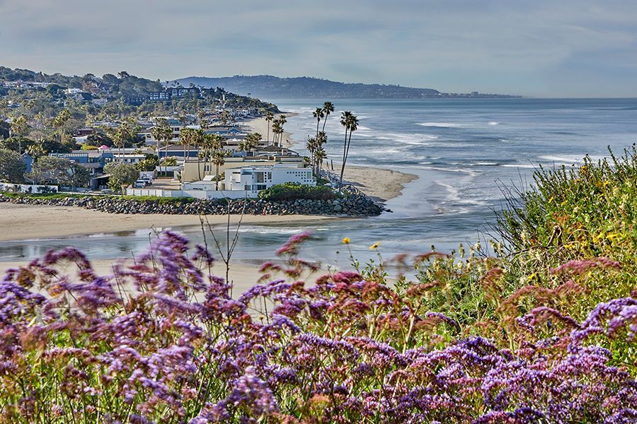 There are purple flowers in the foreground and a beach in the background.