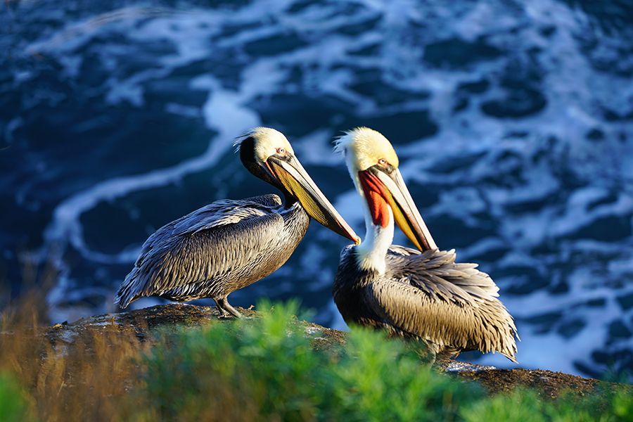 Two pelicans are perched on a rock near the ocean