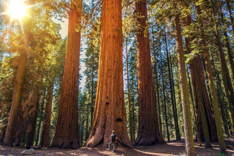 A man is standing next to a large tree in a forest.