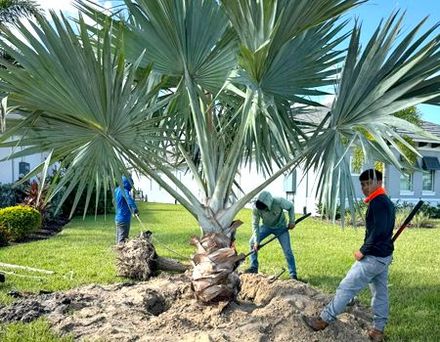 A group of people are working on a palm tree in a yard.