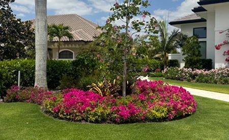 A garden with pink flowers and a palm tree in front of a house