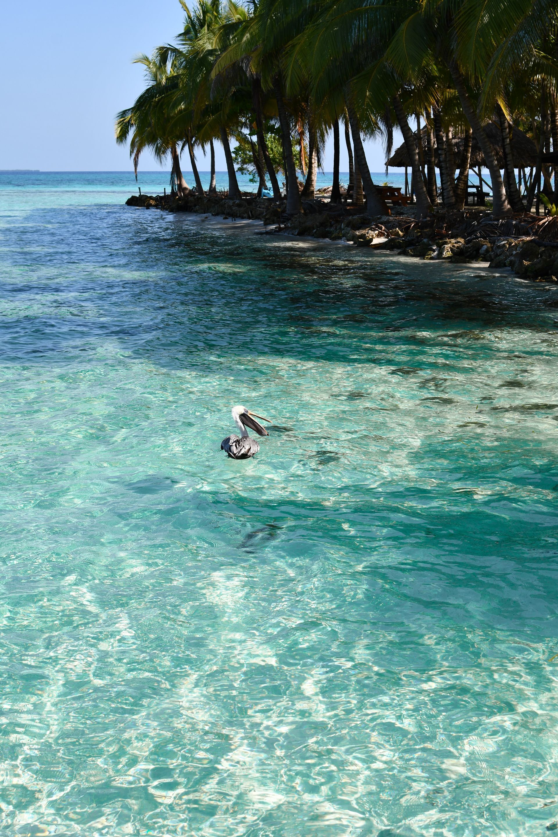 Crystal blue water with palm tree lined shore and a pelican bird.