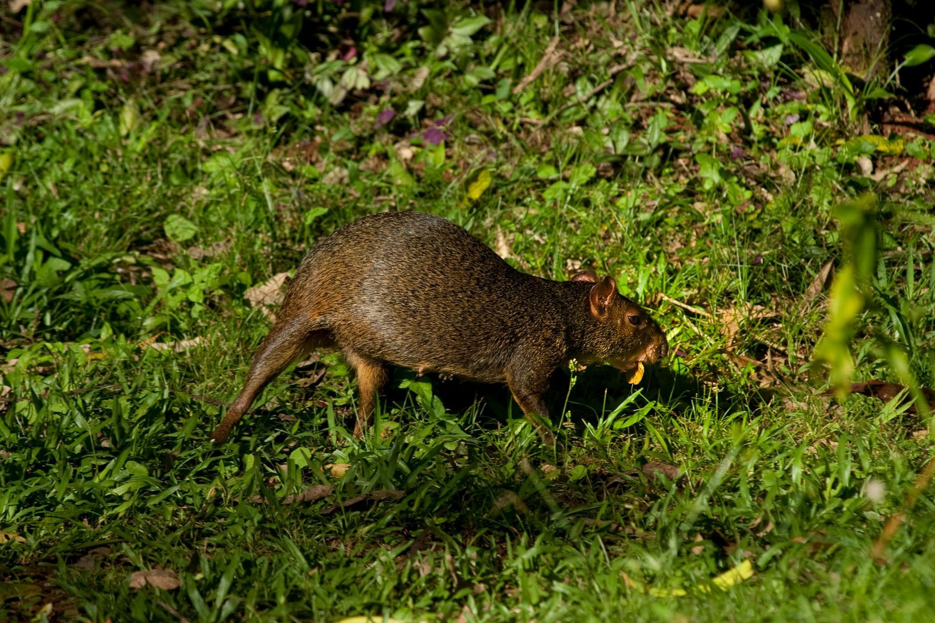 Agouti rodent with brown fur foraging in green grass.