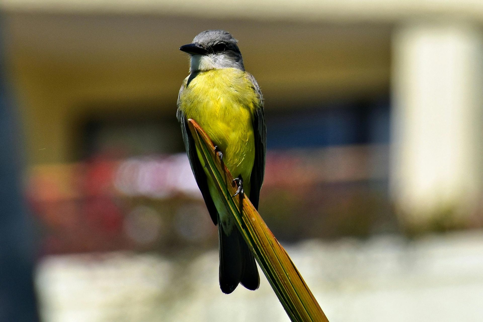 Yellow bird with gray head perched on a green plant, blurred background.