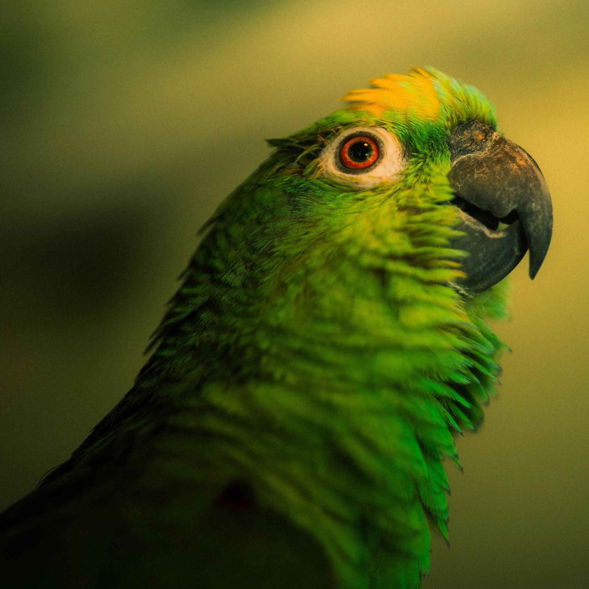 Green parrot with yellow crown, brown eye, and black beak, looking to the right.