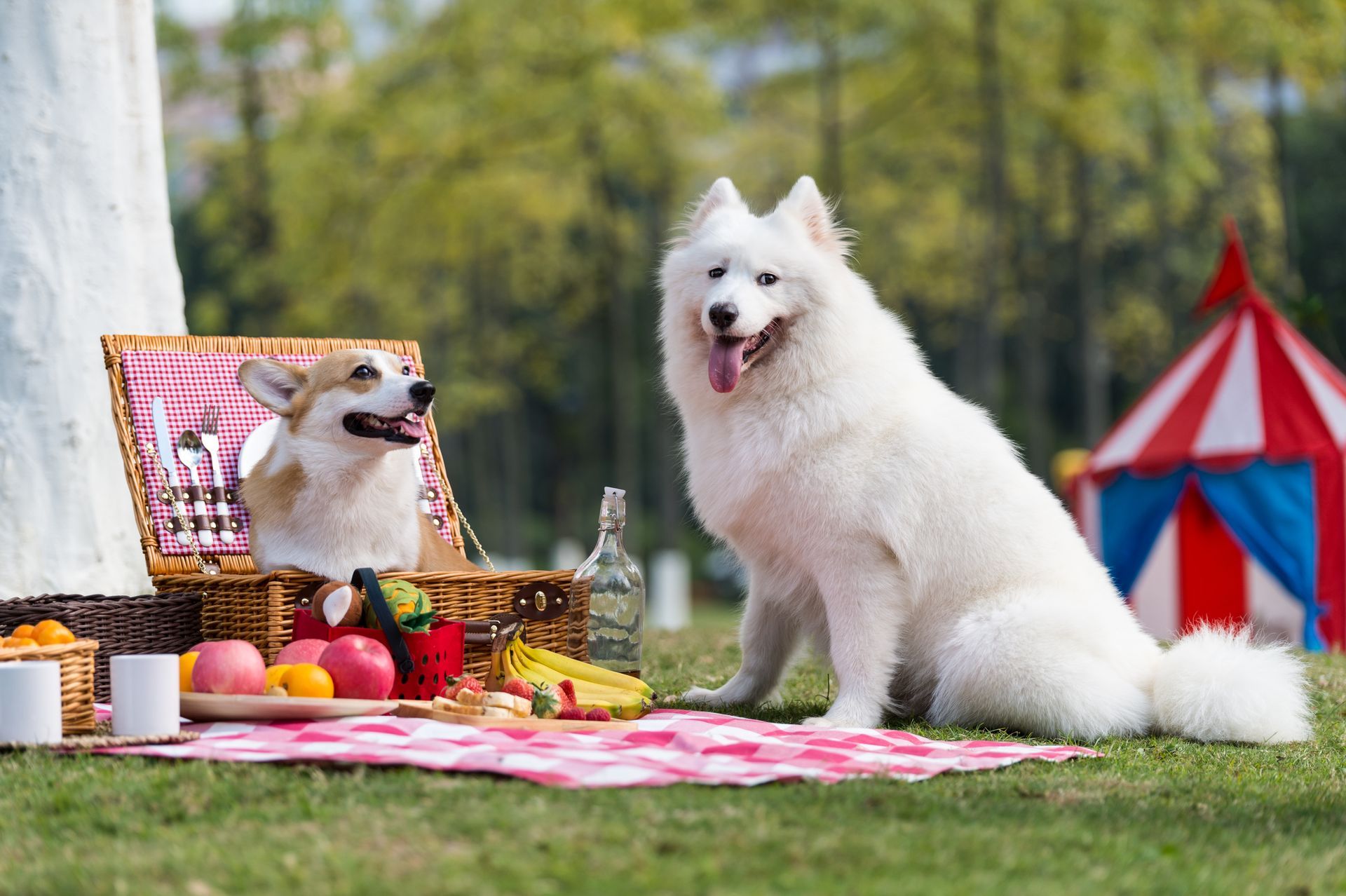 two dogs are sitting on a picnic blanket next to a picnic basket .