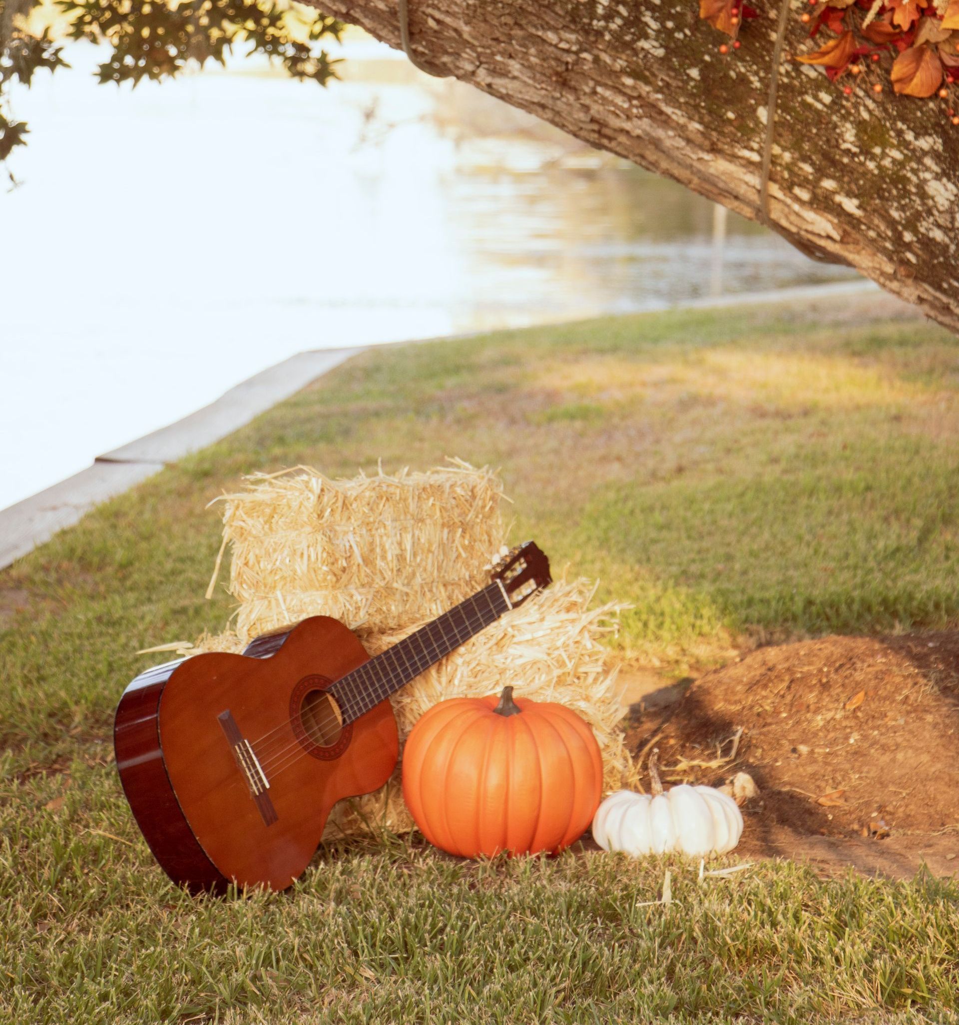a guitar and pumpkins are in the grass under a tree