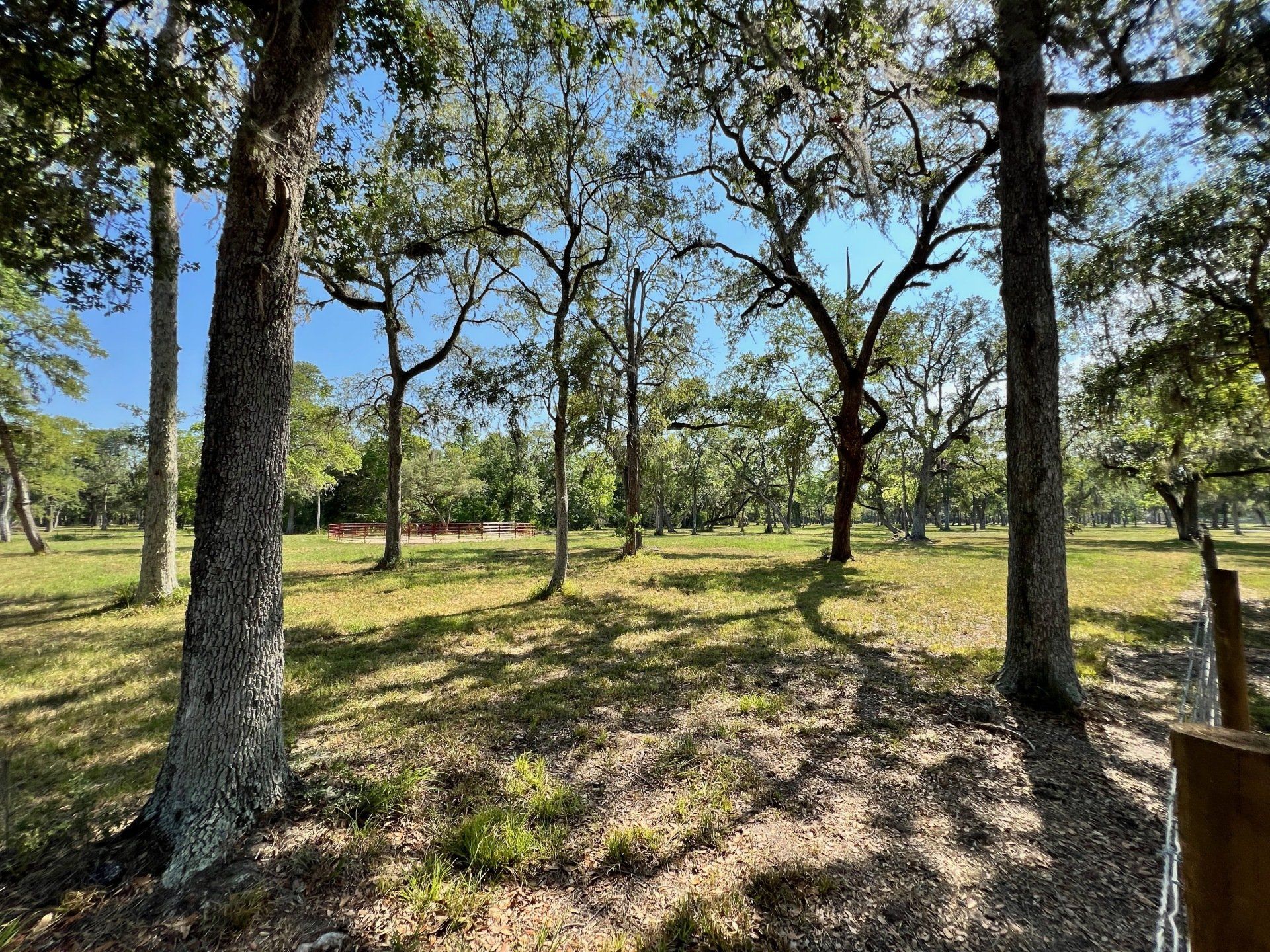 a field filled with trees and grass on a sunny day .