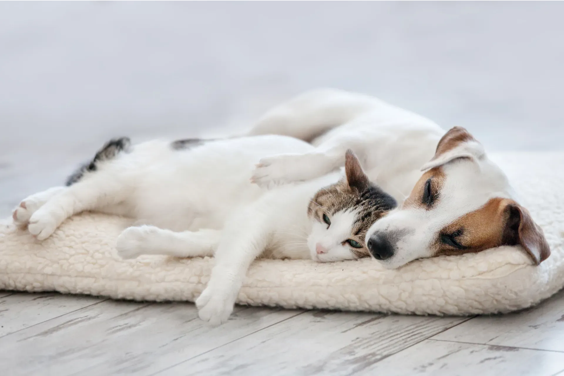 cat and dog on a mat