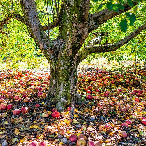 Aged Tree — Pittsburgh, PA — Best 4 Less Trees