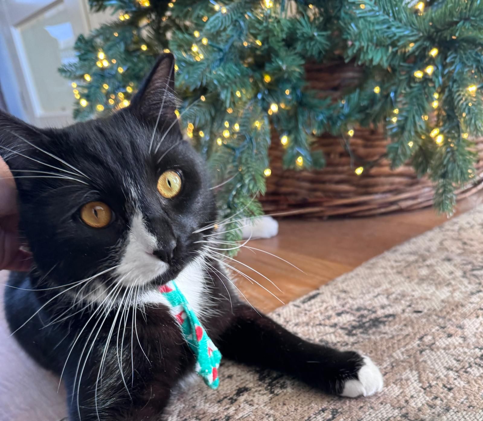 Oudjaar en angst bij dieren