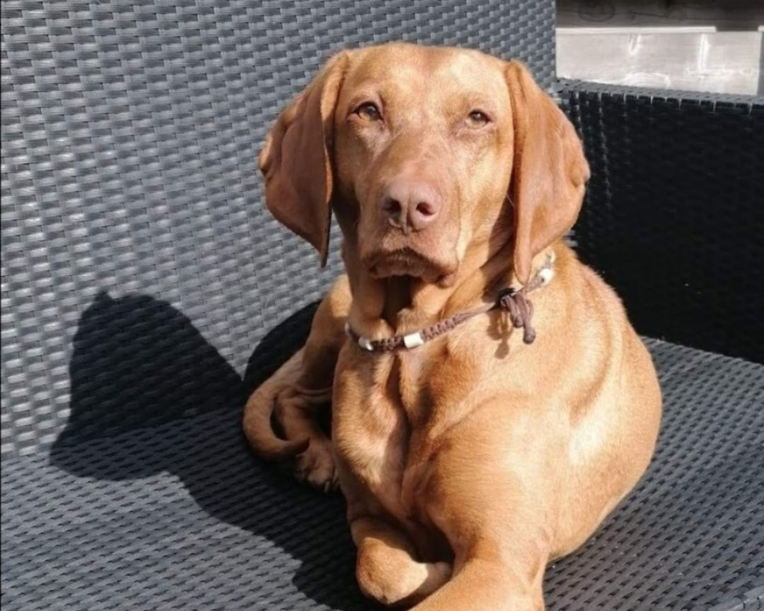 Vizsla
