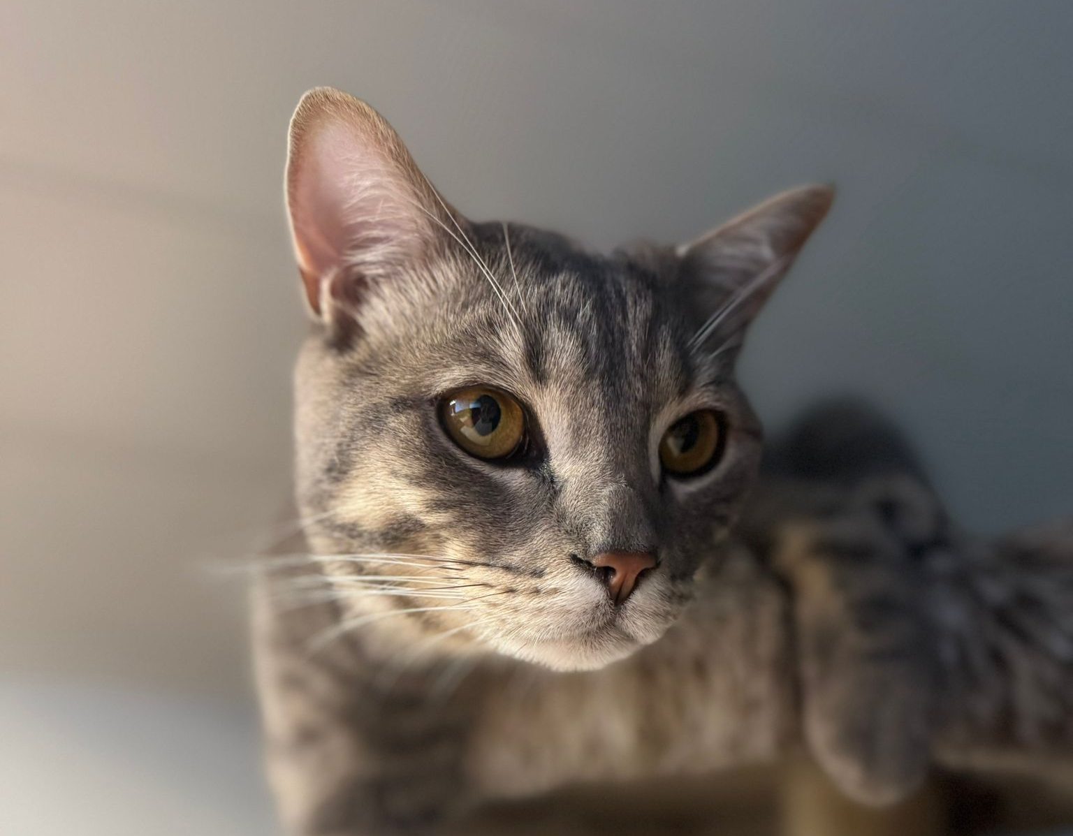 Kat van een dierentolk | Chazy