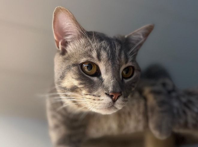 Dierentolk in paniek