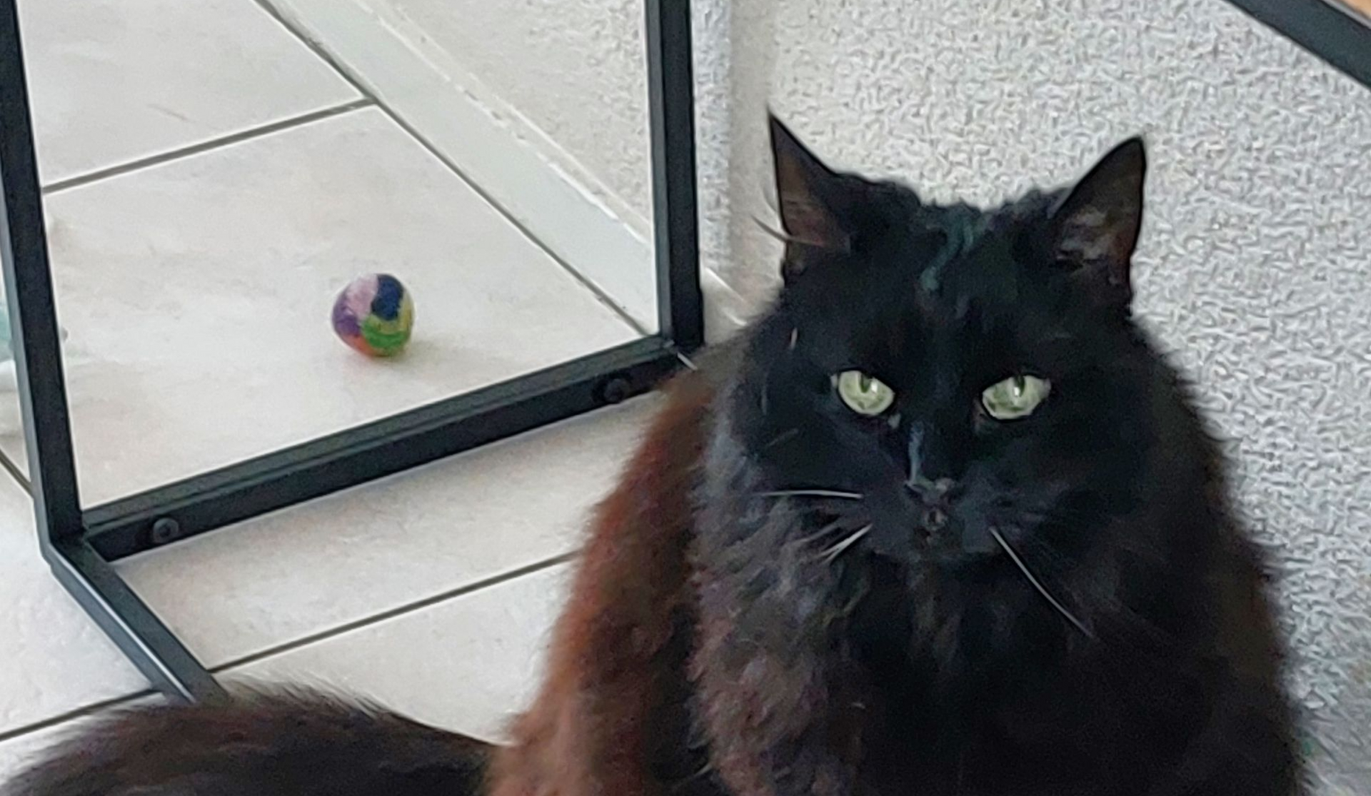 Wanneer een eigenaar aanvoelt dat het nog geen tijd is voor het dier.