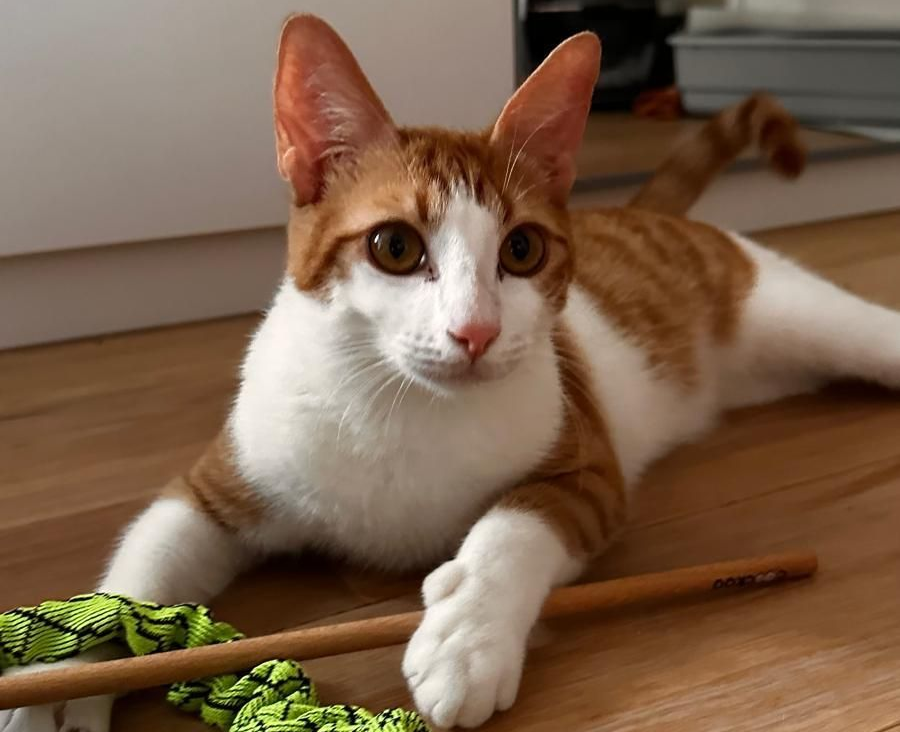 Geadopteerde Pofi de kat