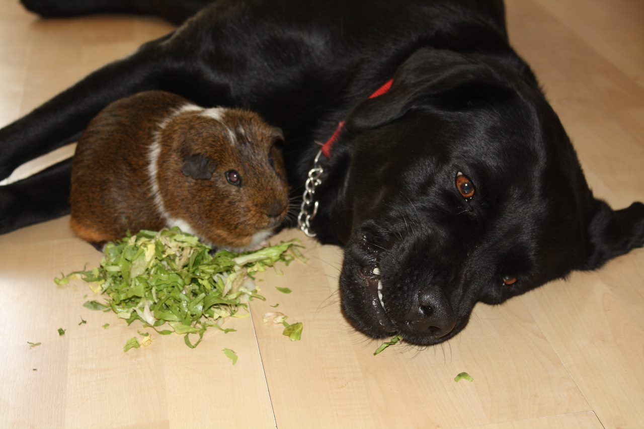 Dierencommunicatie met honden en cavia's