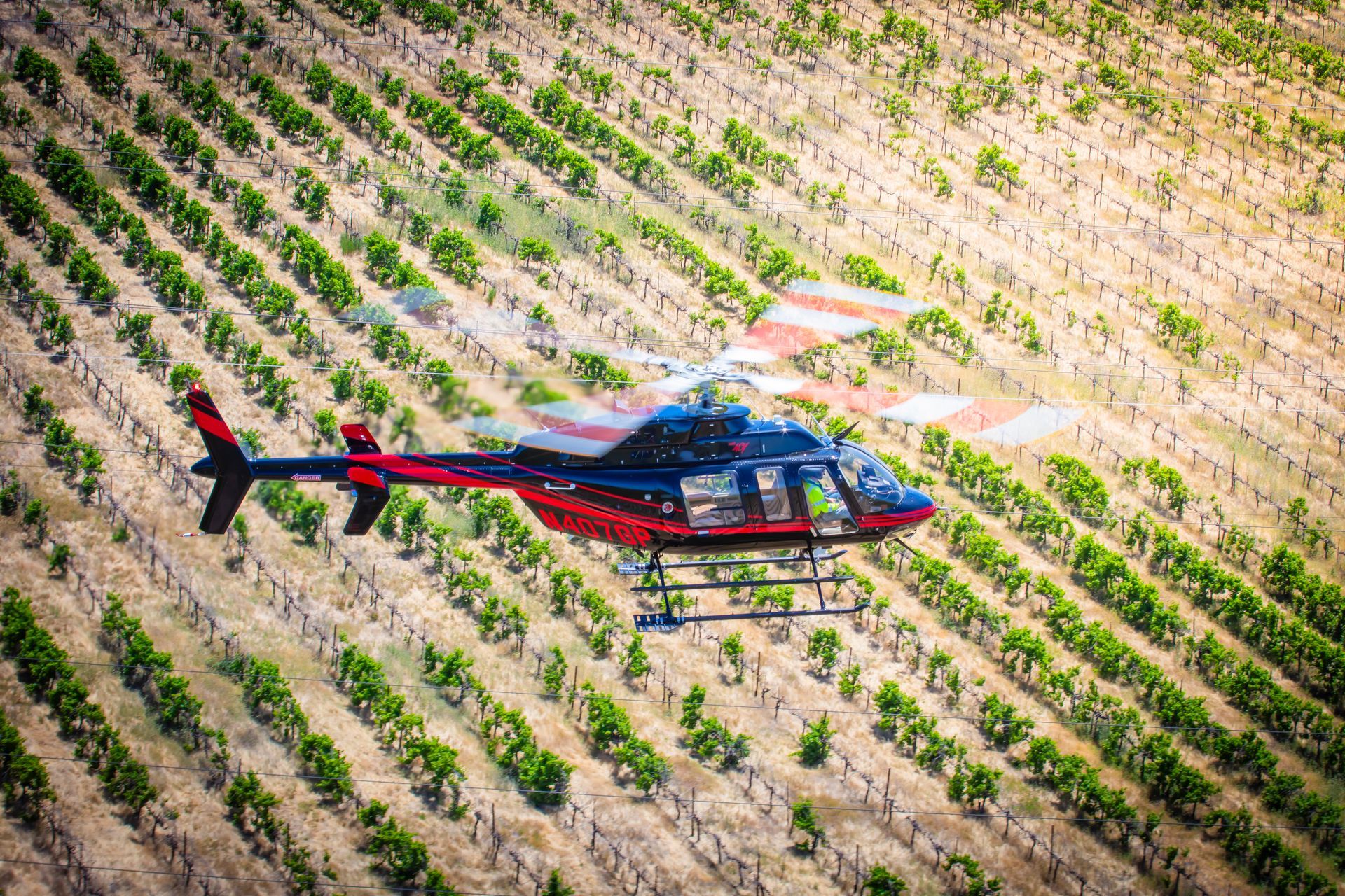 A helicopter is flying over a vineyard.
