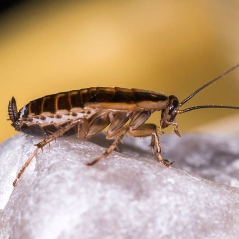 German Cockroach — Alamo, CA — California Exterminating Service