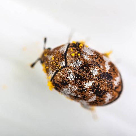 Carpet Beetles — Alamo, CA — California Exterminating Service