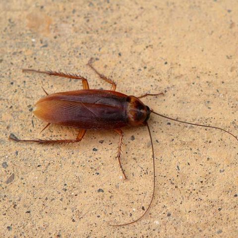 Oriental Cockroach — Alamo, CA — California Exterminating Service