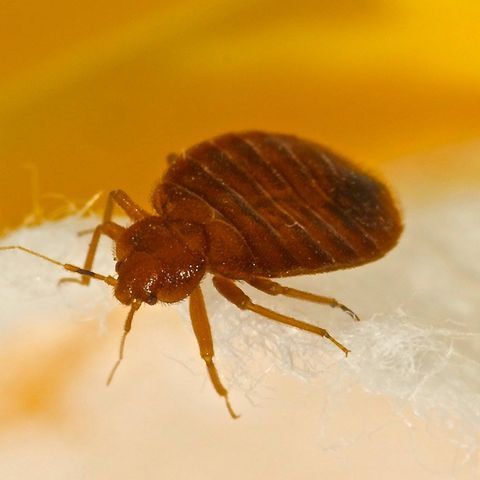 Bedbugs — Alamo, CA — California Exterminating Service