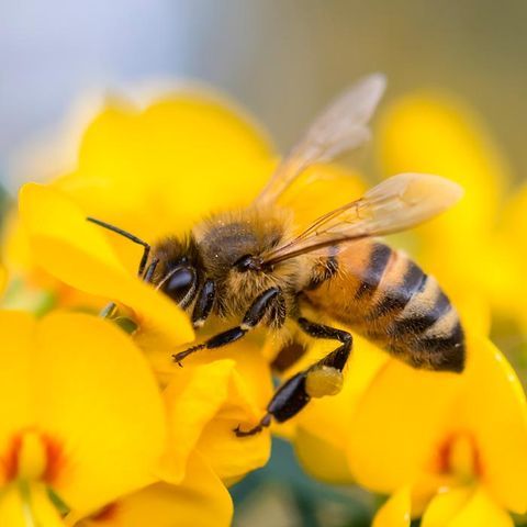 Honey Bee — Alamo, CA — California Exterminating Service