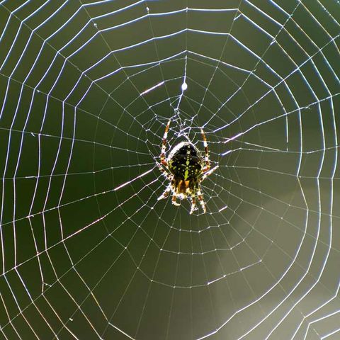 Spider — Alamo, CA — California Exterminating Service