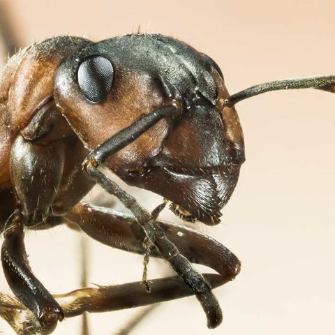 Argentine Ant — Alamo, CA — California Exterminating Service