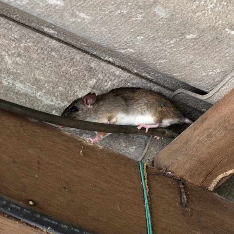 Roof Rats — Alamo, CA — California Exterminating Service