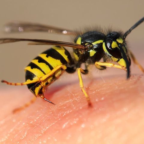 Wasps — Alamo, CA — California Exterminating Service