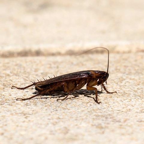 American Cockroach — Alamo, CA — California Exterminating Service