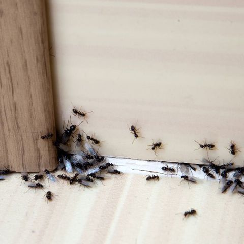Odorous House Ant — Alamo, CA — California Exterminating Service