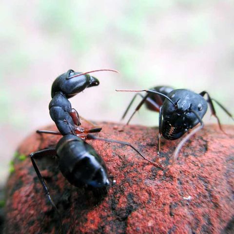 Carpenter Ant — Alamo, CA — California Exterminating Service