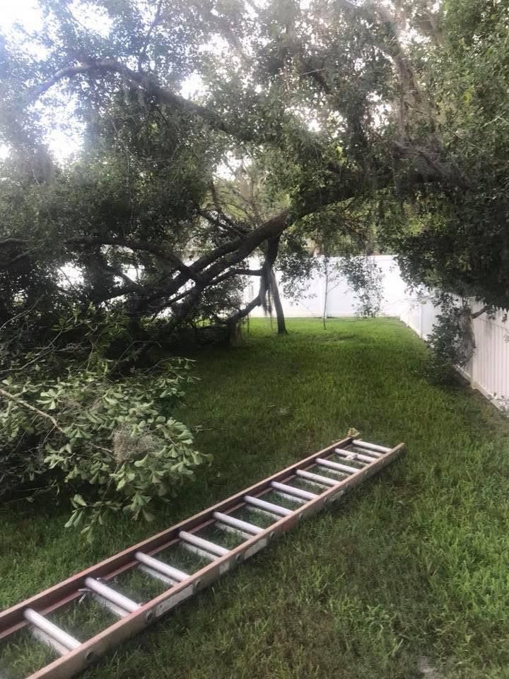 Ladder on grassy hill, large tree with leaning branches, white fence, and a lake in the background.