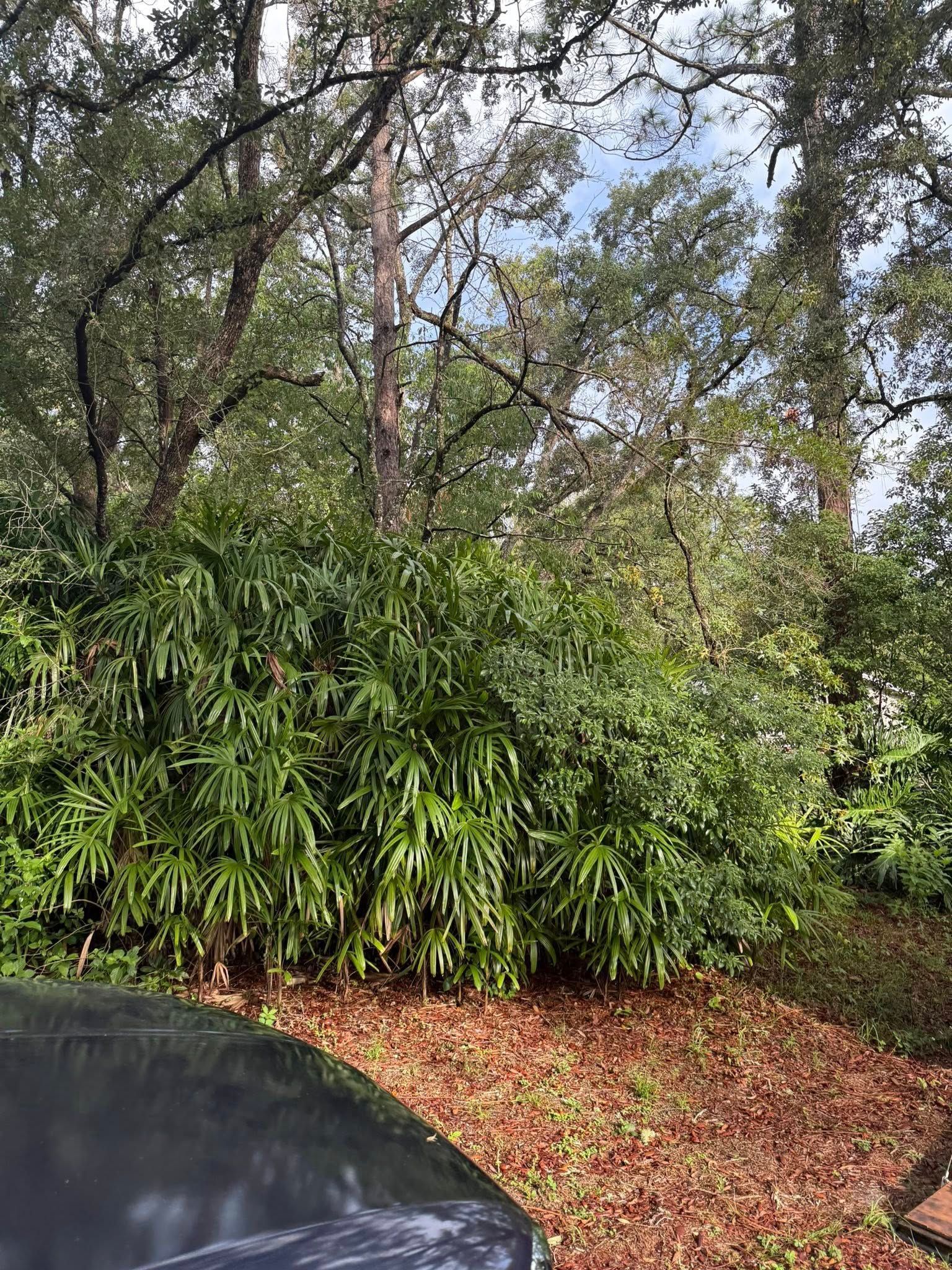 Lush green foliage in front of trees with a partially visible dark car hood on a bed of brown leaves.