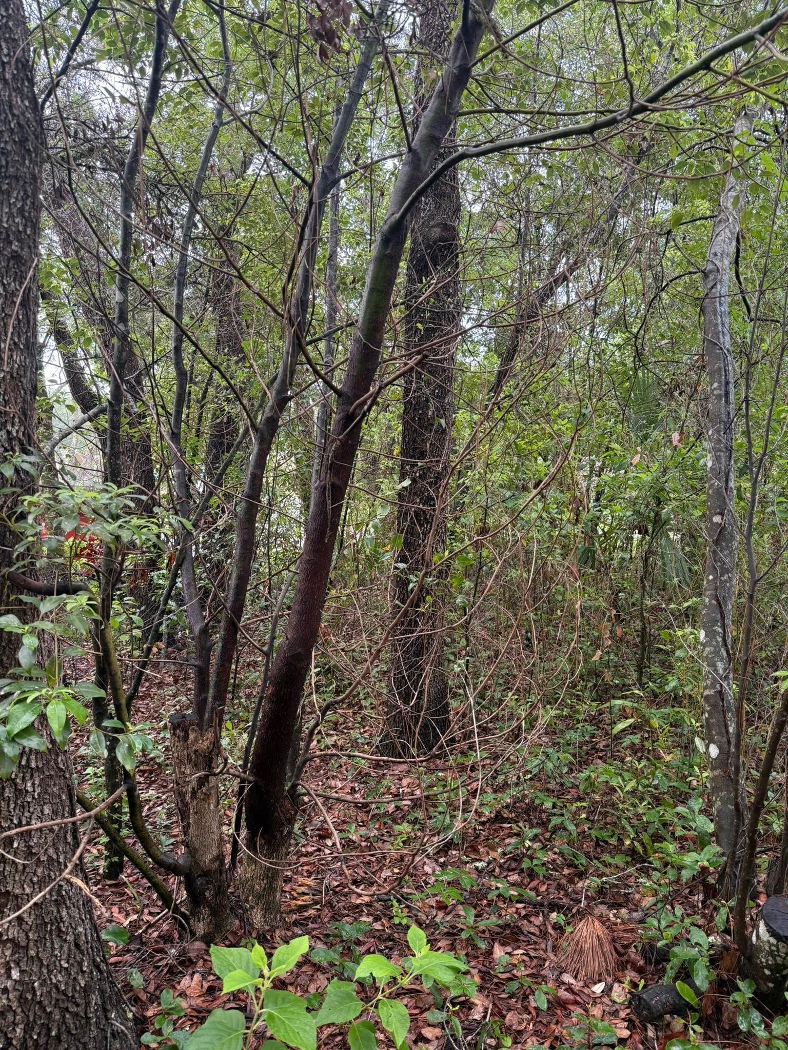Trees in a forest, with brown leaves on the ground and green foliage.