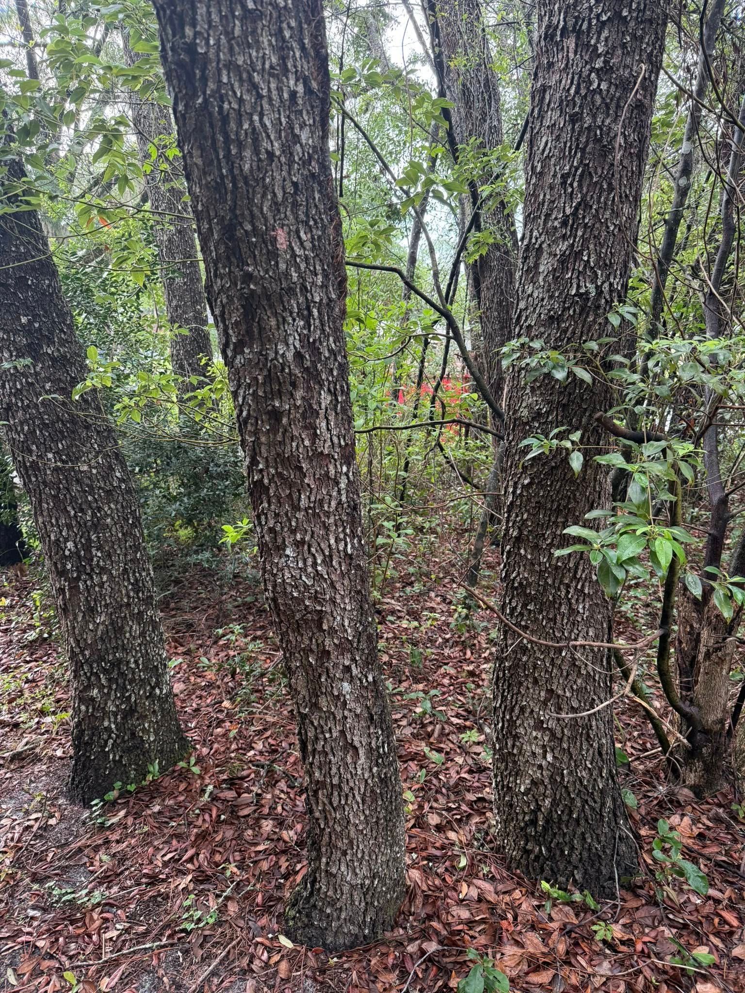 Trees with dark, textured bark in a forest setting, surrounded by fallen leaves and greenery.