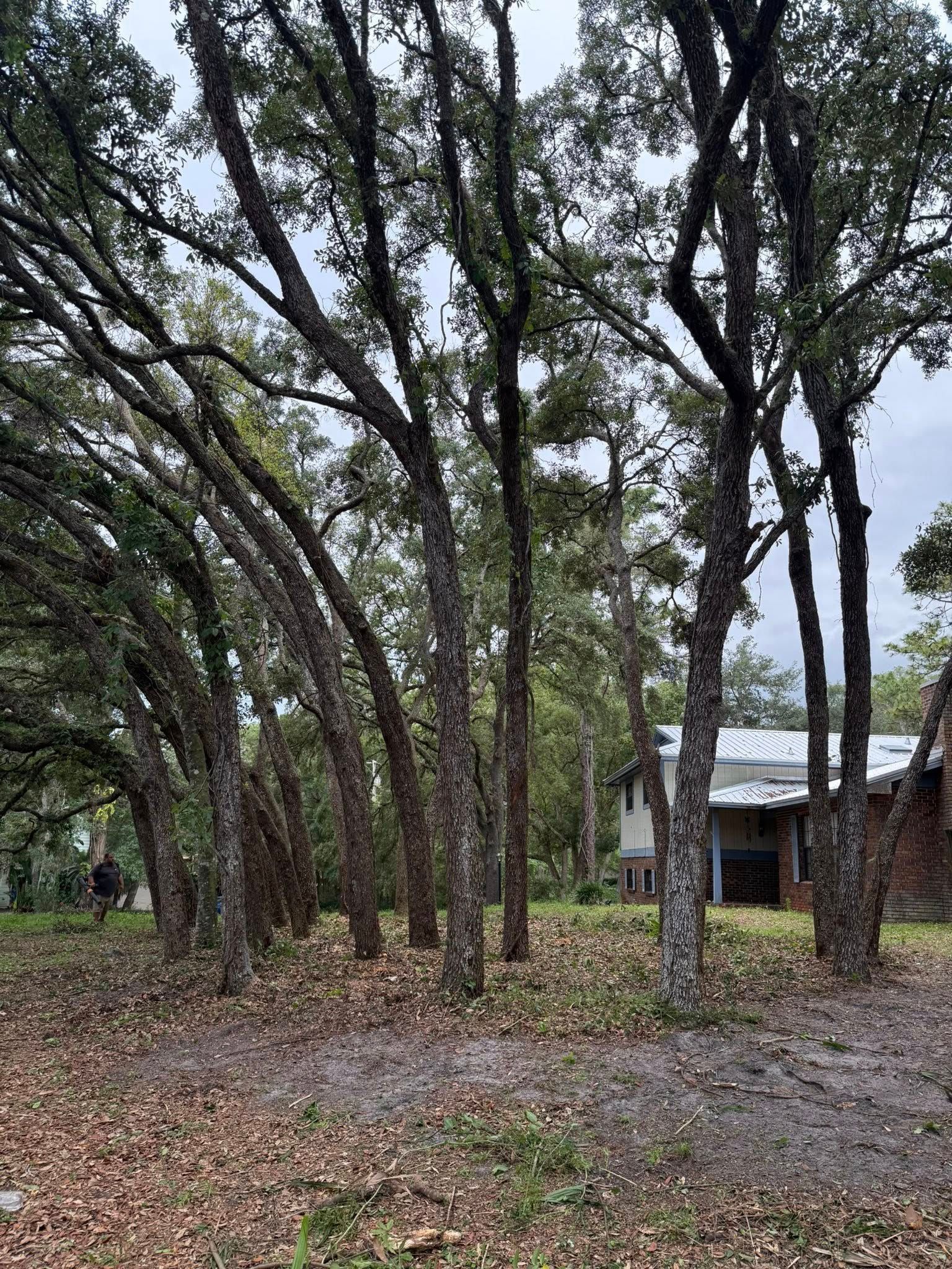 Trees in a yard, with a house in the background, overcast sky.