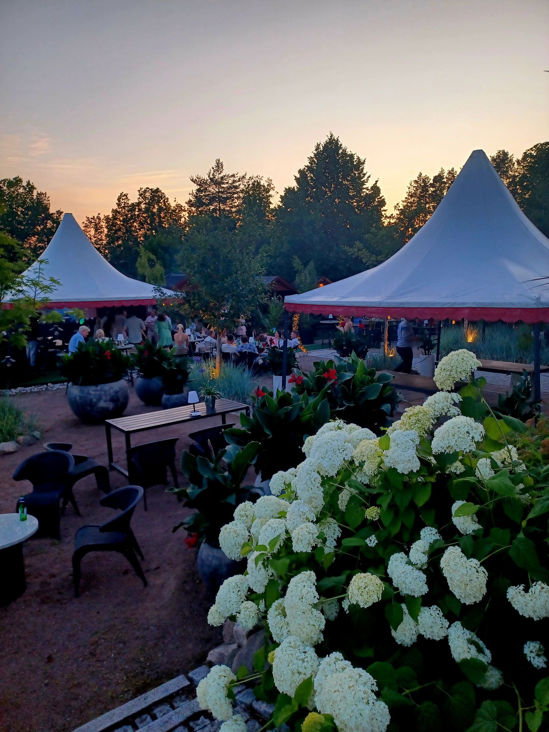Utendørs spiseplass ved solnedgang med hvite teltlignende baldakiner, bord og folk. Hvite hortensiabusker i forgrunnen.